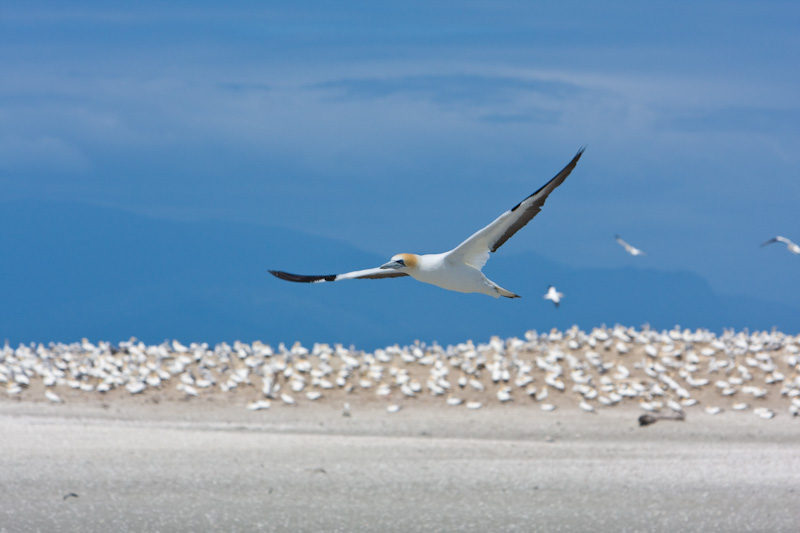 Australasian Gannet In Flight